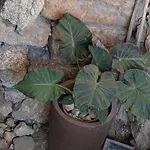 3house Sol Na Eira Em Paredes بيت للعطل *
