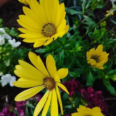 3house Sol Na Eira Em Paredes * Rebordosa