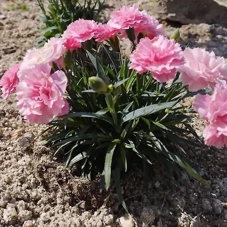 3house Sol Na Eira Em Paredes * Rebordosa