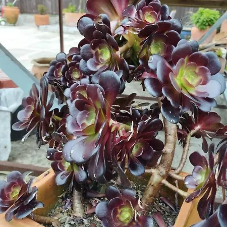 3house Sol Na Eira Em Paredes Prázdninový dům