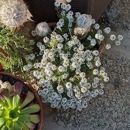 3house Sol Na Eira Em Paredes بيت للعطل