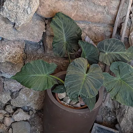 3house Sol Na Eira Em Paredes Semesterbostad *