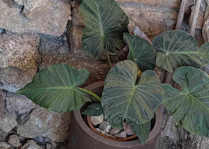 3house Sol Na Eira Em Paredes بيت للعطل *